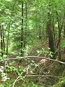 Hood's Branch Trail (2)